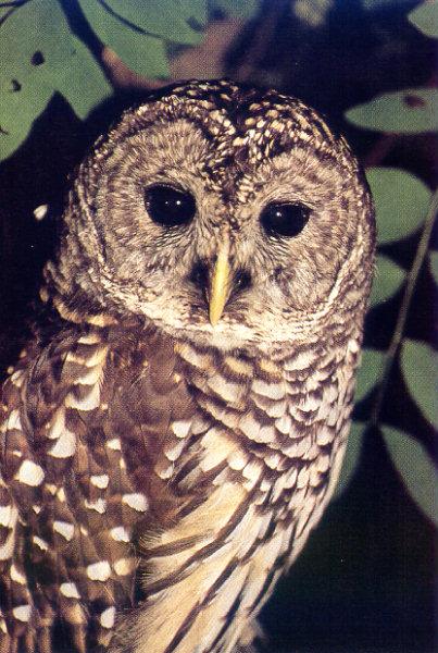 lj Larry Belcher Owl-West Virginia.jpg