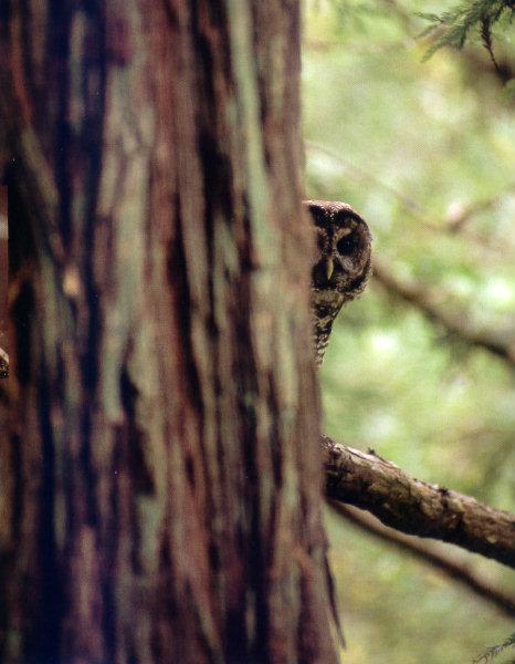 lj Michael Evan Sewell Pacific Northwest Spotted Owl In Calif Redwood.jpg