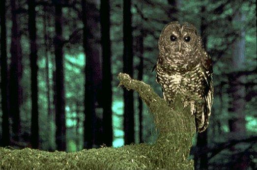 NGS-Spotted Owl-Sitting On Log.jpg