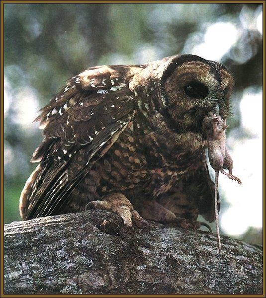 Spotted Owl 01-Hunted A Mouse-On Rock.jpg