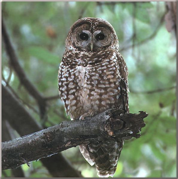 Spotted Owl On Trunk-Closeup.jpg