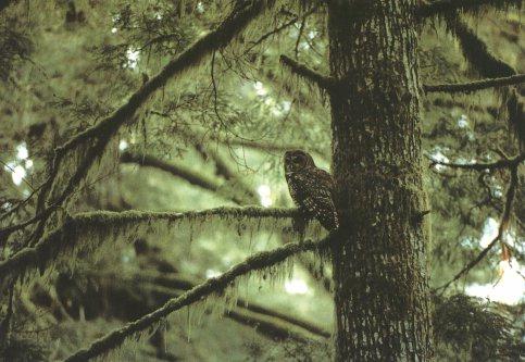 Spotted Owl 00.jpg