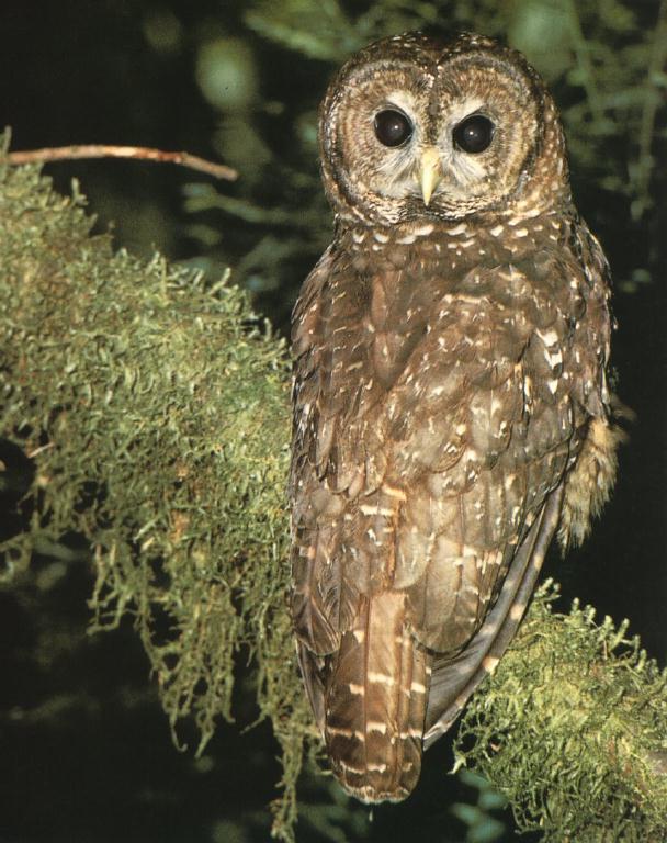 Spotted Owl 01.jpg