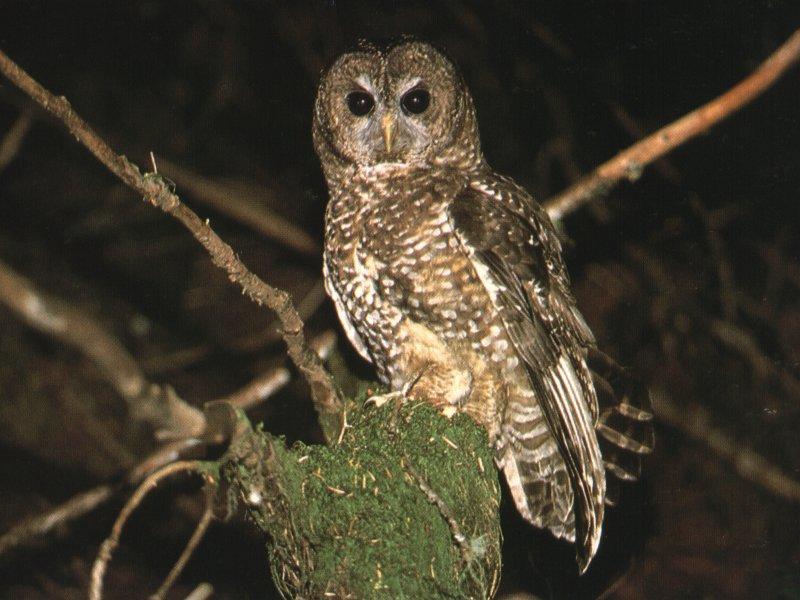 spotted Owl 02.jpg