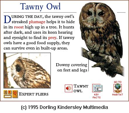 DKMMNature-Bird-Tawny Owl.gif