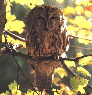 Tawny Owl 4-sleepy on branch.jpg