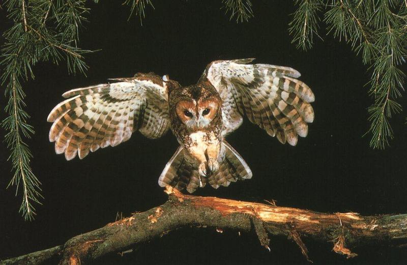 Tawny Owl 00.jpg