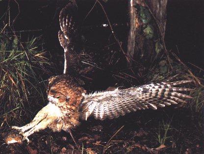 Tawny Owl 2-Catching Prey Mouse.jpg