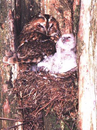 Tawny Owl 3-Nursing Chick.jpg