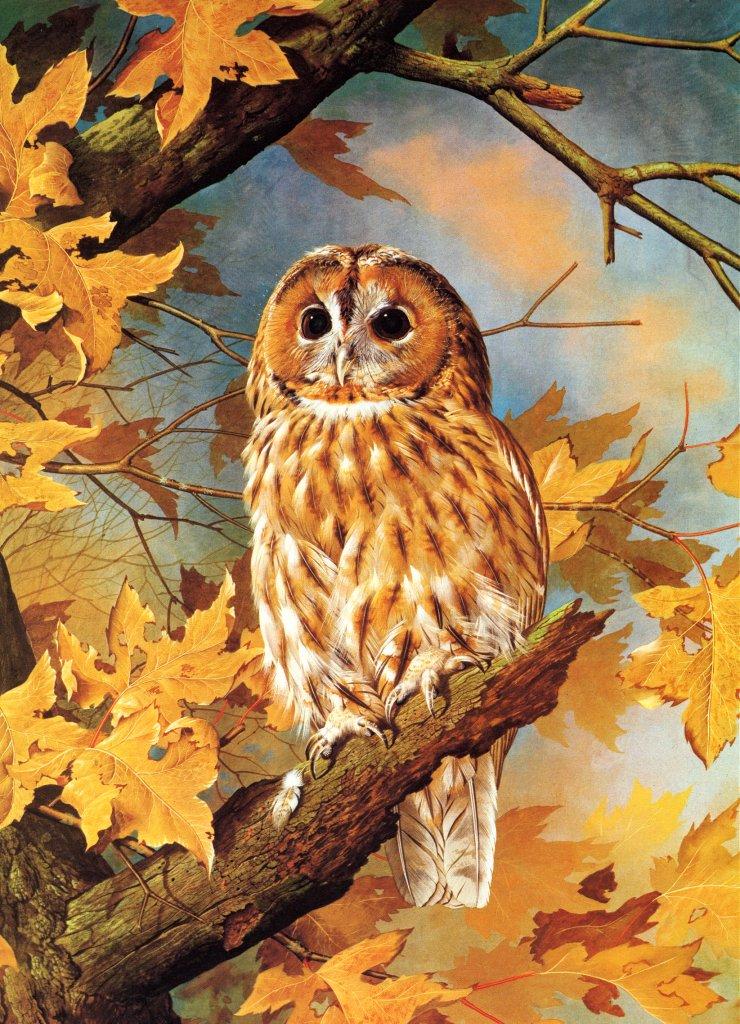 Basil Ede British Birds-Tawny Owl NC.jpg