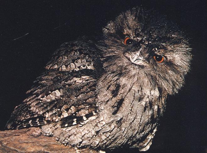 bs-Tawny Frogmouth-ye-ngs.jpg
