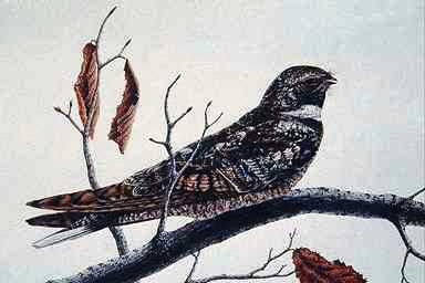 Bird Painting-NightHawk 1-sitting on branch.jpg