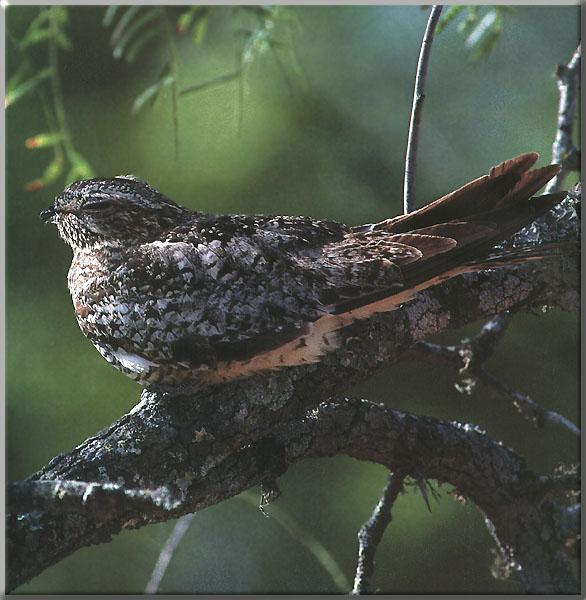 Common Nighthawk 08-Perching on branch-Sleepy.JPG
