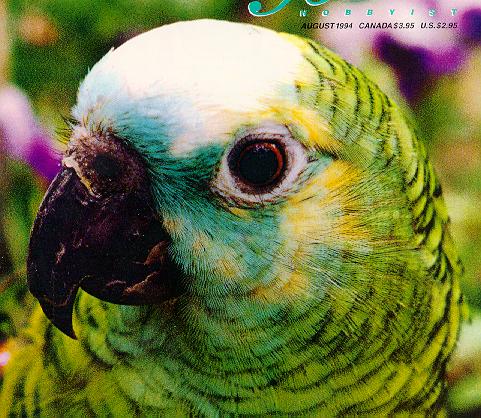 blufrnt-Blue-fronted Amazon Parrot-face closeup.jpg