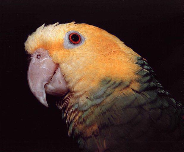 Parrot-Double Yellow-headed Amazon Parrot-face closeup.jpg