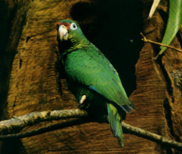 parrot-Puerto Rican Amazon.jpg