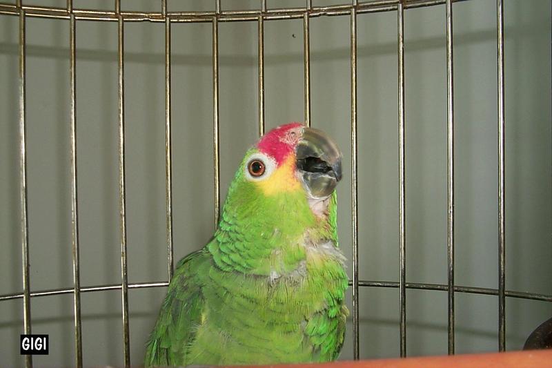 P0000205-Red-lored Amazon Parrot.jpg