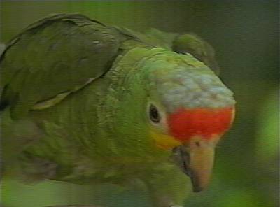 Red-lored Amazon Parrot-face closeup.jpg