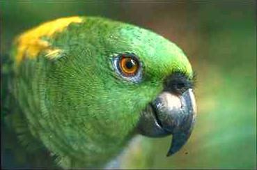 Papegoja4-Yellow-naped Amazon Parrot-face closeup.jpg