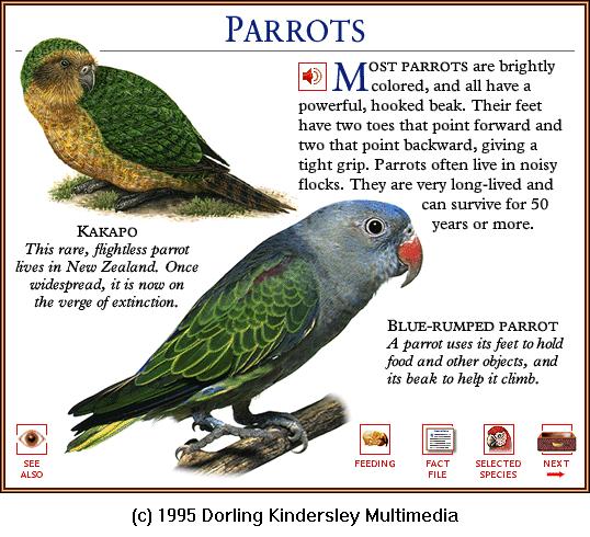 DKMMNature-Bird-Kakapo Flightless Parrot-Blue-rumped Parrot.gif