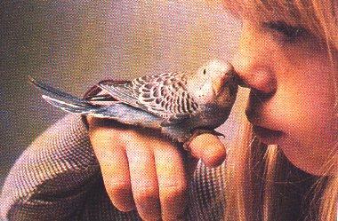 Budgerigar-Bird-On girl s hand.jpg