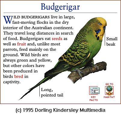 DKMMNature-Bird-Parrot-Budgerigar.gif