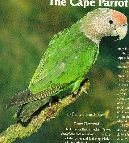 Bird-Cape Parrot.jpg