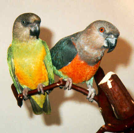 Poicephalus Parrots-friends1.jpg
