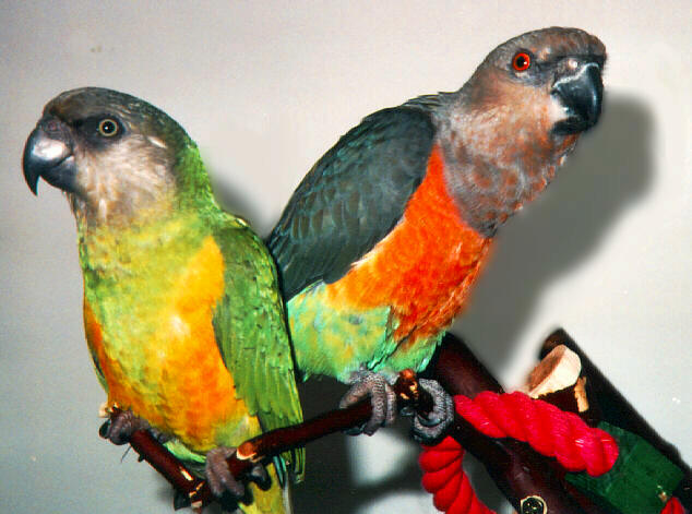Poicephalus Parrots-friends2.jpg
