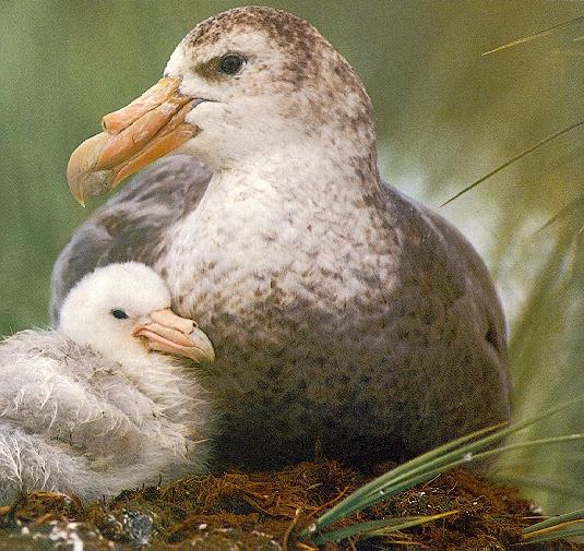 petrel2a-mom nursing chick on nest.jpg