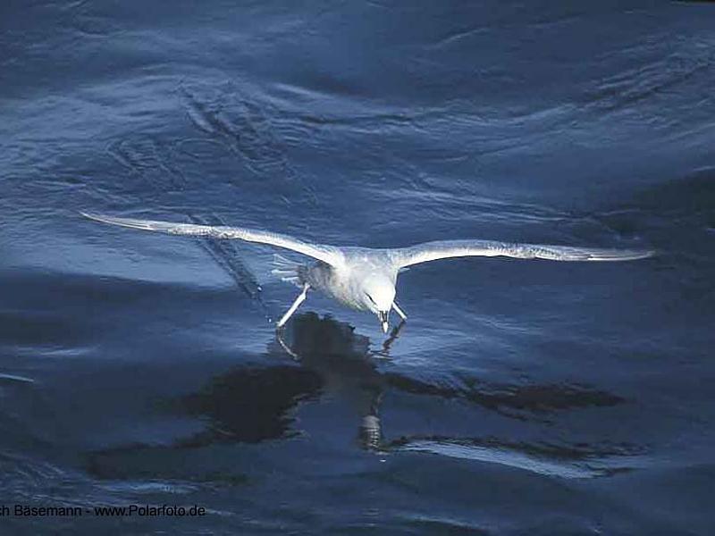 arctic series - wildlife 11.jpg