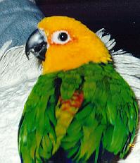 Parrot-Jenday Conure 2.jpg