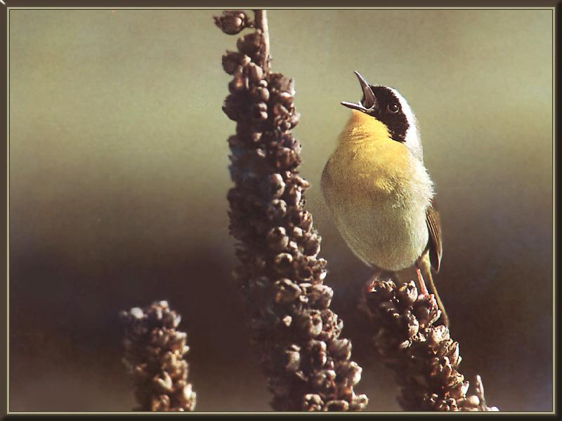 Common Yellowthroat 02-singing on plant.jpg