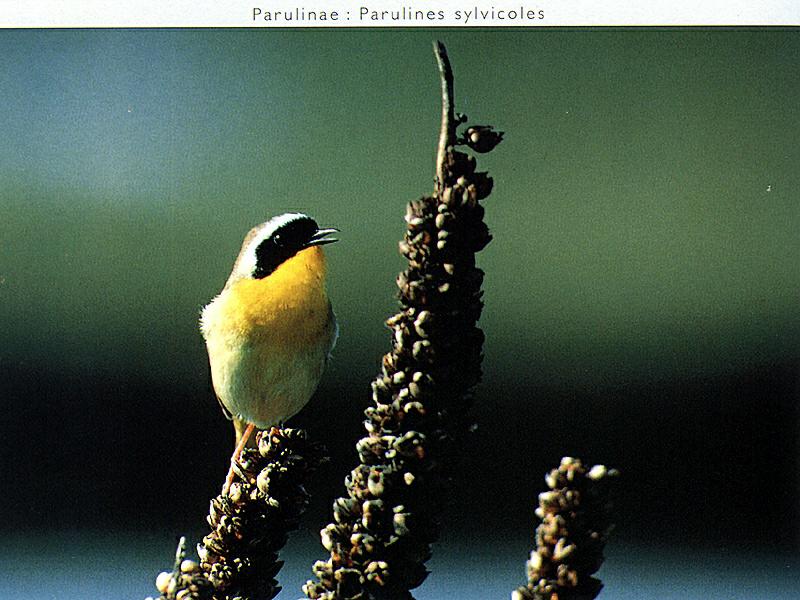 Ds-Oiseau 111-Common Yellowthroat-perching on plant.jpg