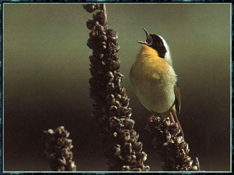 Common Yellowthroat Bird 01.jpg