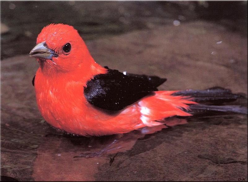 dk 041 Scarlet Tanager (Male) 2.jpg