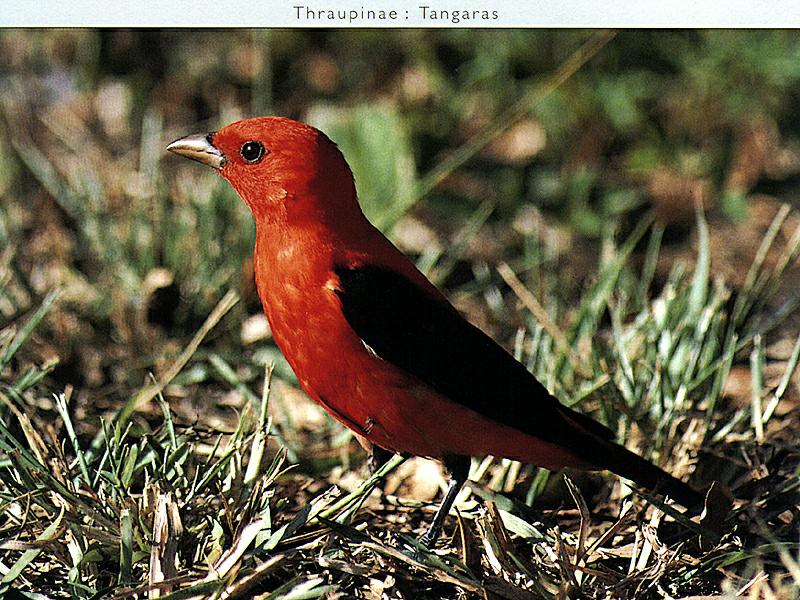 Ds-Oiseau 048-Scarlet Tanager-Thraupinae-on grass.jpg