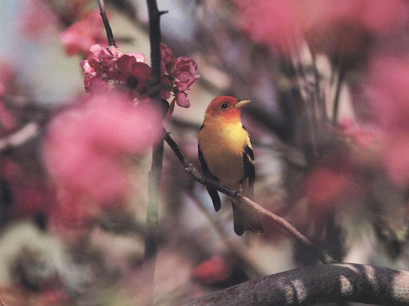 Western Tanager 01-Perching on bloomed thin branch.jpg