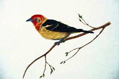 Bird Painting-Western Tanager-perching on branch.jpg