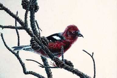 Bird Painting-Crossbill-perching on pine tree.jpg