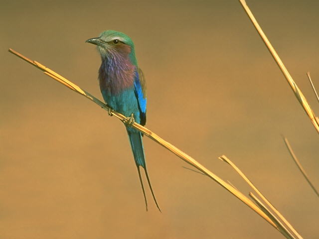 S095186-Lilac-breasted Roller-perching on weed.jpg