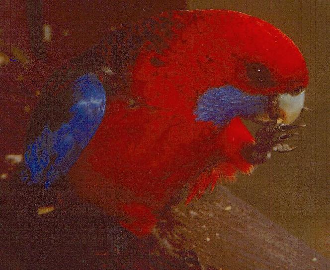 Crimson Rosella Red Parrot.jpg