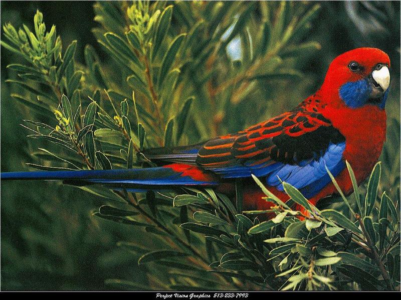 PVWild30-Red Parrot-Crimson Rosella.jpg