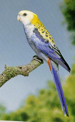 Bird-Mealy Rosella.jpg