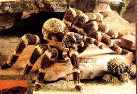 f tarantula.jpg