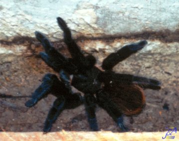 Guatemala tarantula.jpg