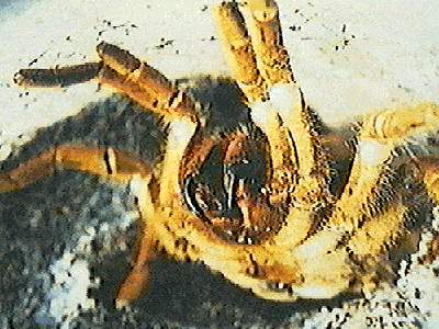tarantula star-closeup.jpg