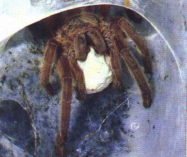 Tarantula 2-Poison Spider.jpg
