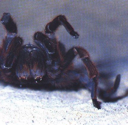Tarantula 3-Poison Spider.jpg