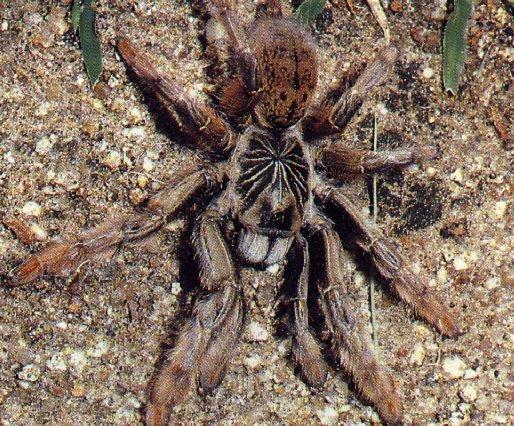 Tarantula 4-Poison Spider.jpg